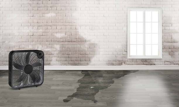 Best Ceiling water damage repair  in Enetai, WA